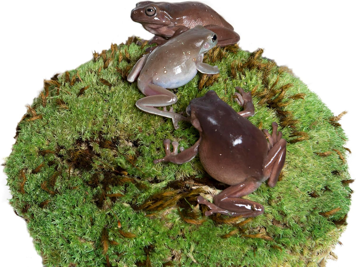 Galapagos green moss for vivariums and plants
