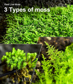 Close up view of the intricate natural texture of living sphagnum moss inside a glass terrarium.