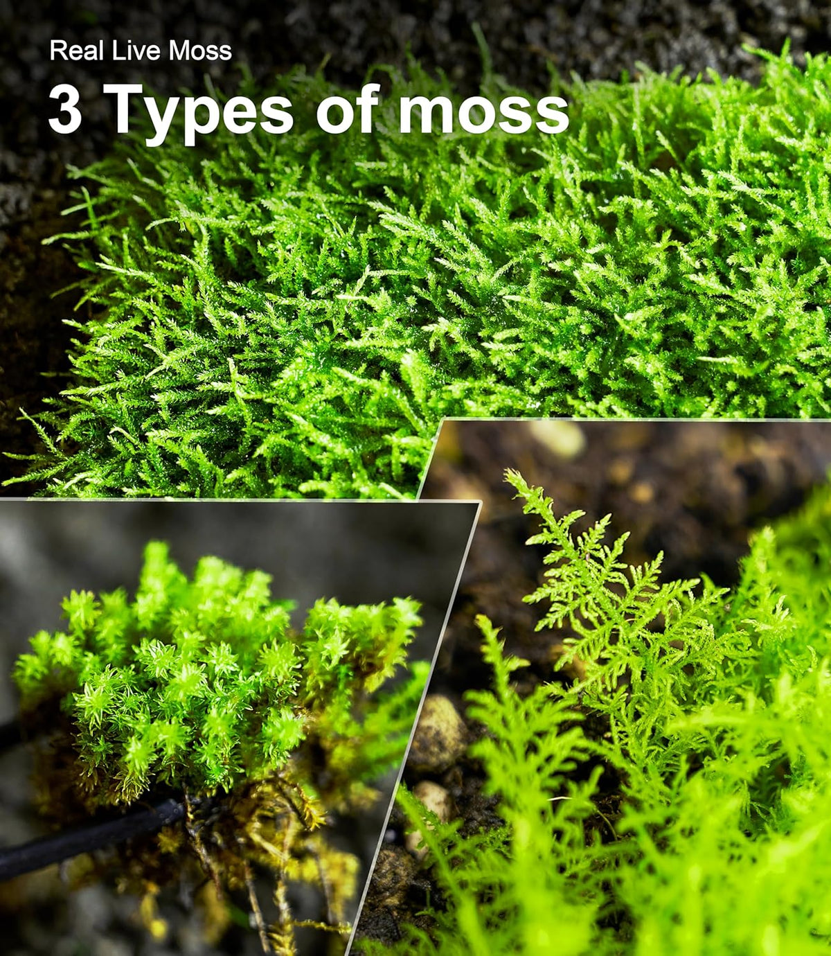 Close up view of the intricate natural texture of living sphagnum moss inside a glass terrarium.