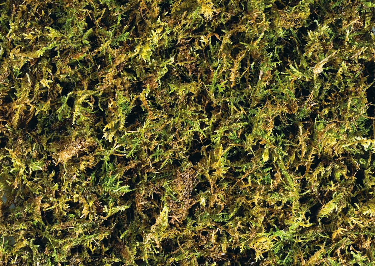 Exo Terra natural compressed moss substrate for reptiles and amphibians