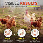 Healthy Laying Hens In A Backyard Setting After Using Natural Dewormer