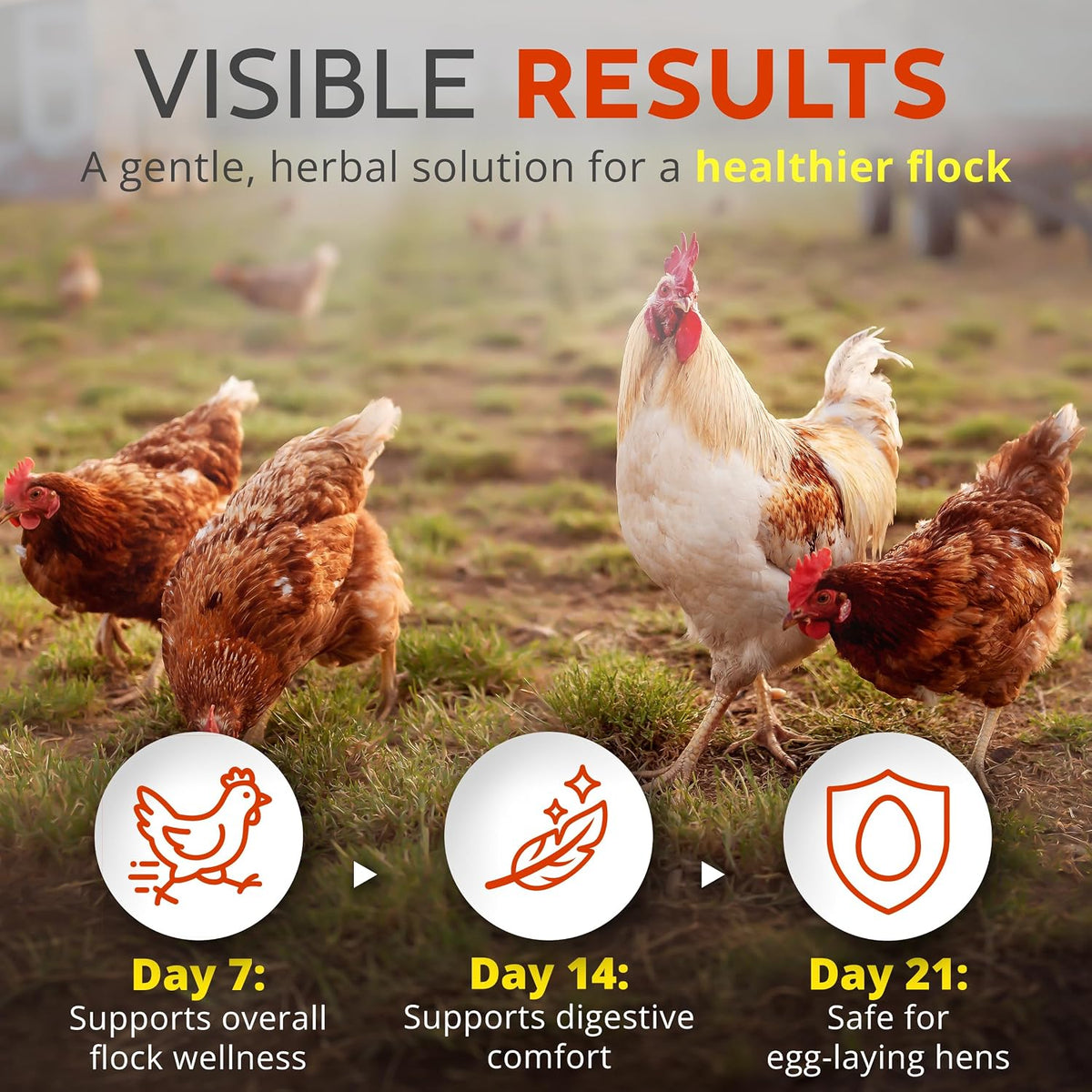 Healthy Laying Hens In A Backyard Setting After Using Natural Dewormer