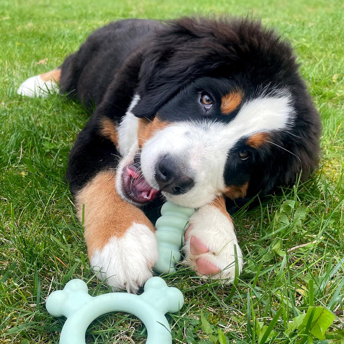 Nylabone Puppy Soothing Ring bone shaped ends reaching back teeth