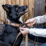 Carhartt dog leash 6 foot length nylon webbing