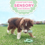 Nylabone small dog teething stick lifestyle angle