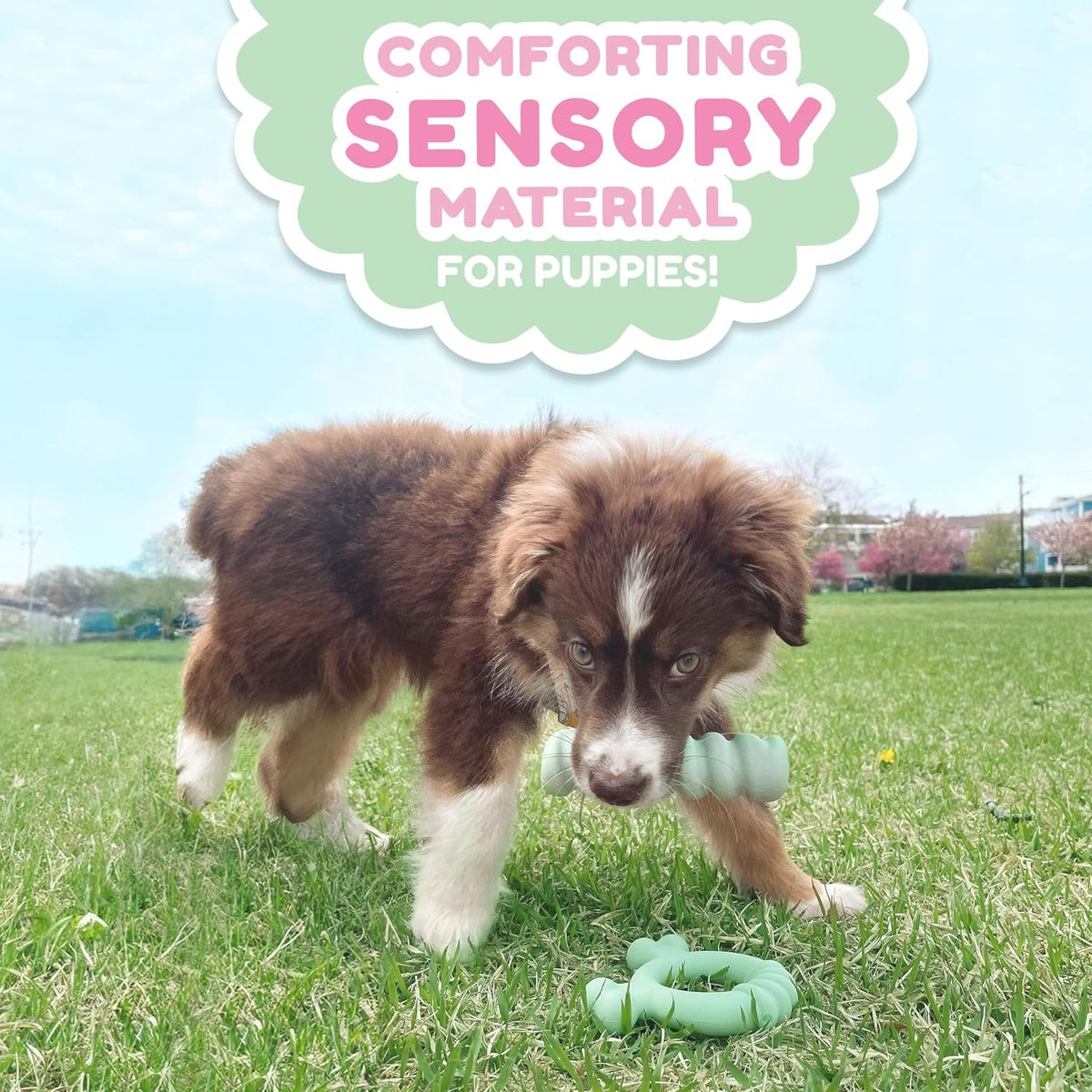 Nylabone small dog teething stick lifestyle angle
