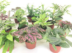 Close up of Optiflora miniature plants for indoor decor
