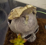Multipet Komodo realistic resin skull habitat decor in setting