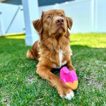 Nylabone durable dog toy for aggressive chewers in use