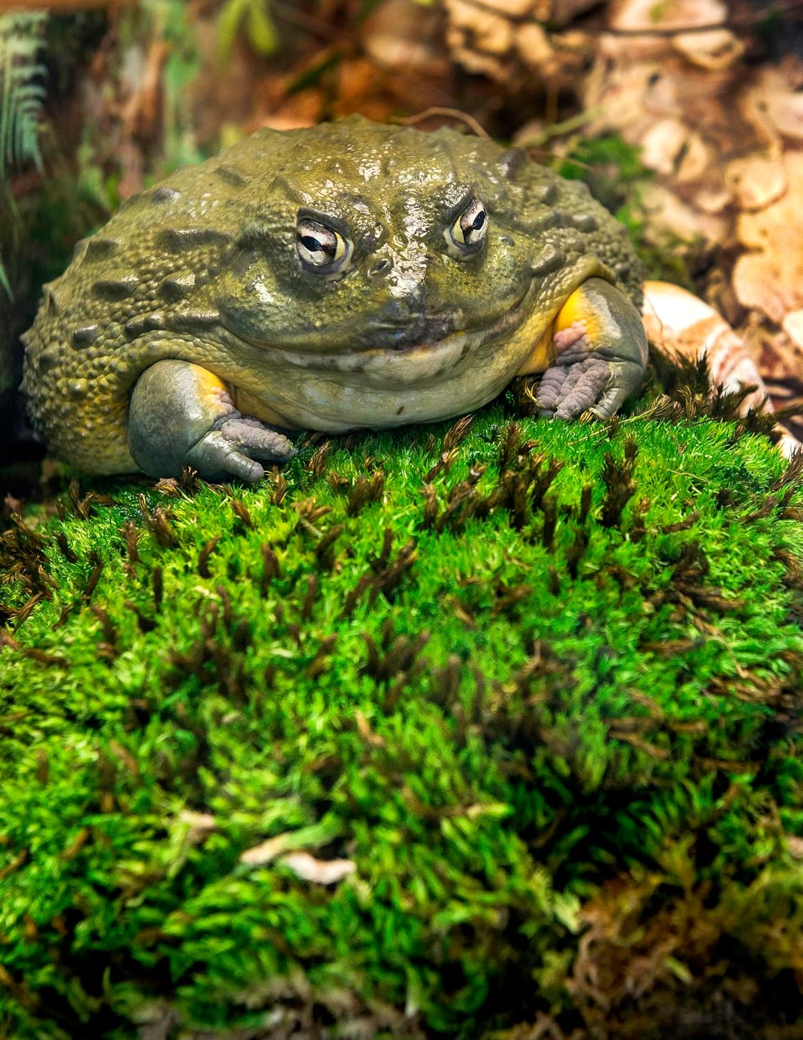 Galapagos absorbent moss for amphibians