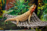 Penn-Plax reptile climbing lounger with suction cups