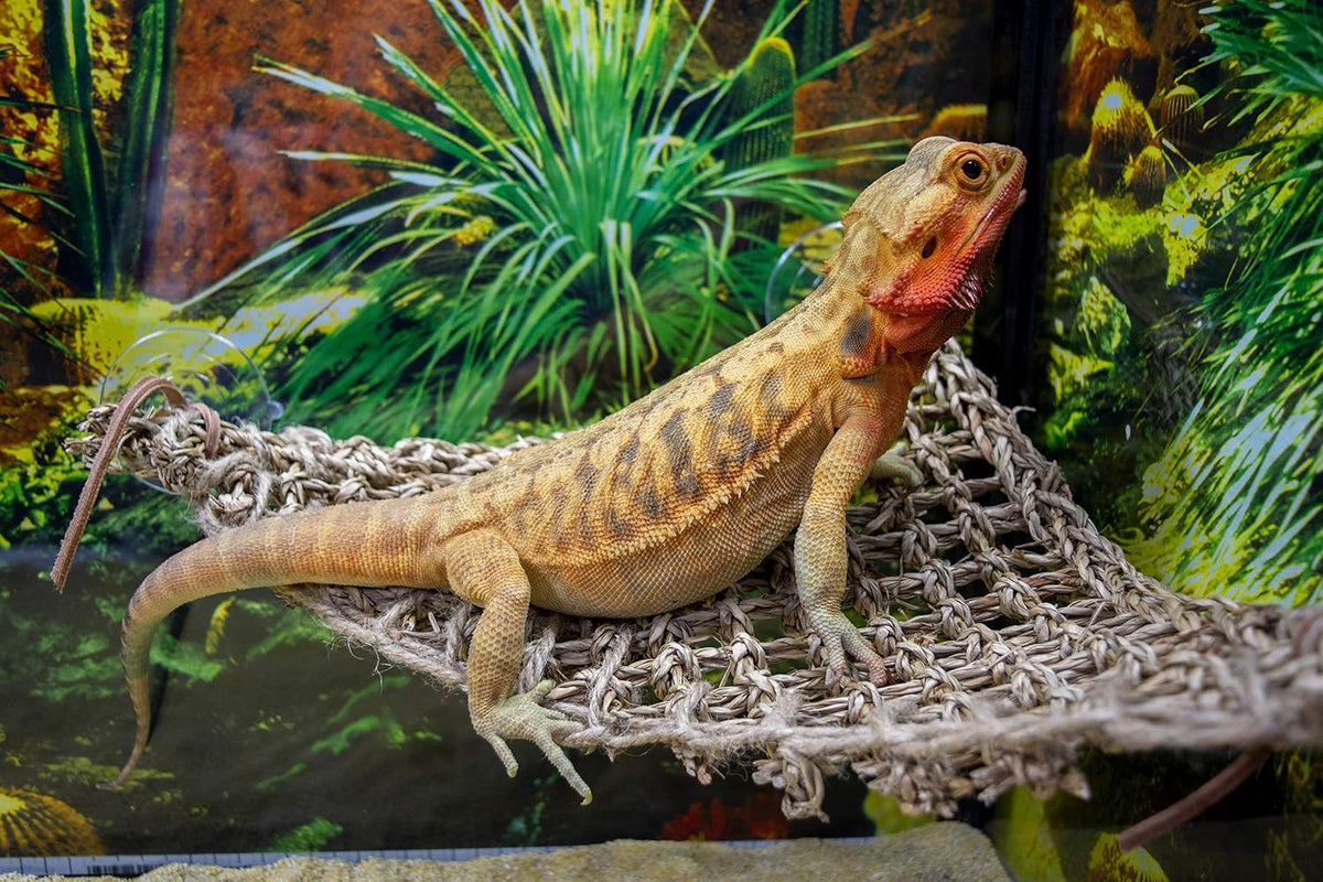 Penn-Plax reptile climbing lounger with suction cups
