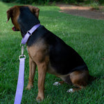Premium nickel plated steel hardware details on Country Brook training collar