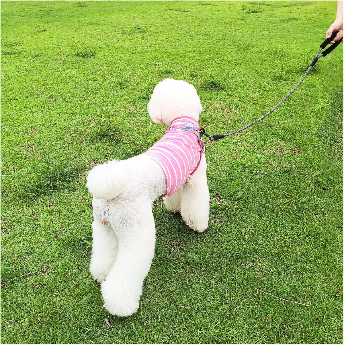 MayPaw black rope pet leash coiled for portability