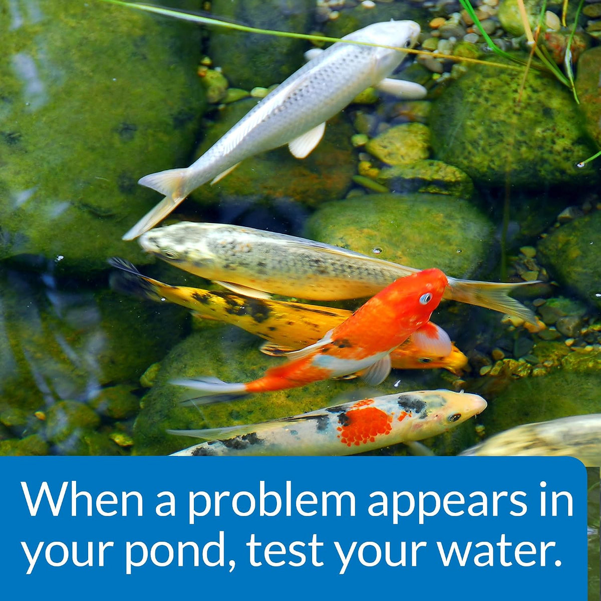 Water testing process with API pond liquid drops