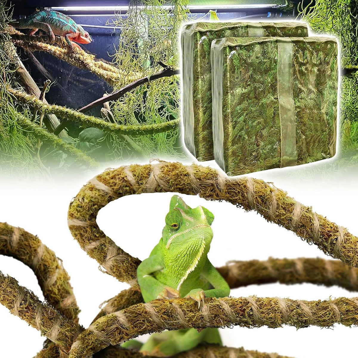 Reptile tank interior featuring multiple loops of bendable climbing vine