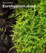 Live Moss Duo Pack 2 Types of Real Live Sheet/Sphagnum Moss for Terrariums, Terrarium Mosses Landscaping, Reptile Tank Accessories, Snake & Gecko Humidity Substrate Mosses for Crafts & Plant Dcor - Image 9
