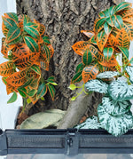 Reptile enclosure setup with artificial green vines