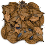 SunGrow mini catappa leaf litter fifty pack front view for terrarium setup
