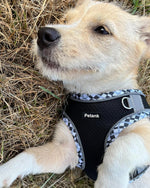 Petank Dog Harness for Small Medium Dogs No Pull, Puppy Harness and Leash Set, Step in Dog Harness for Walking, Running, Training, Small Dog Vest(Purple, S) - Image 10