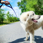 Joytale nylon dog leash metal swivel clasp