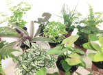 Close up of mini terrarium plants inside a glass decorative container.