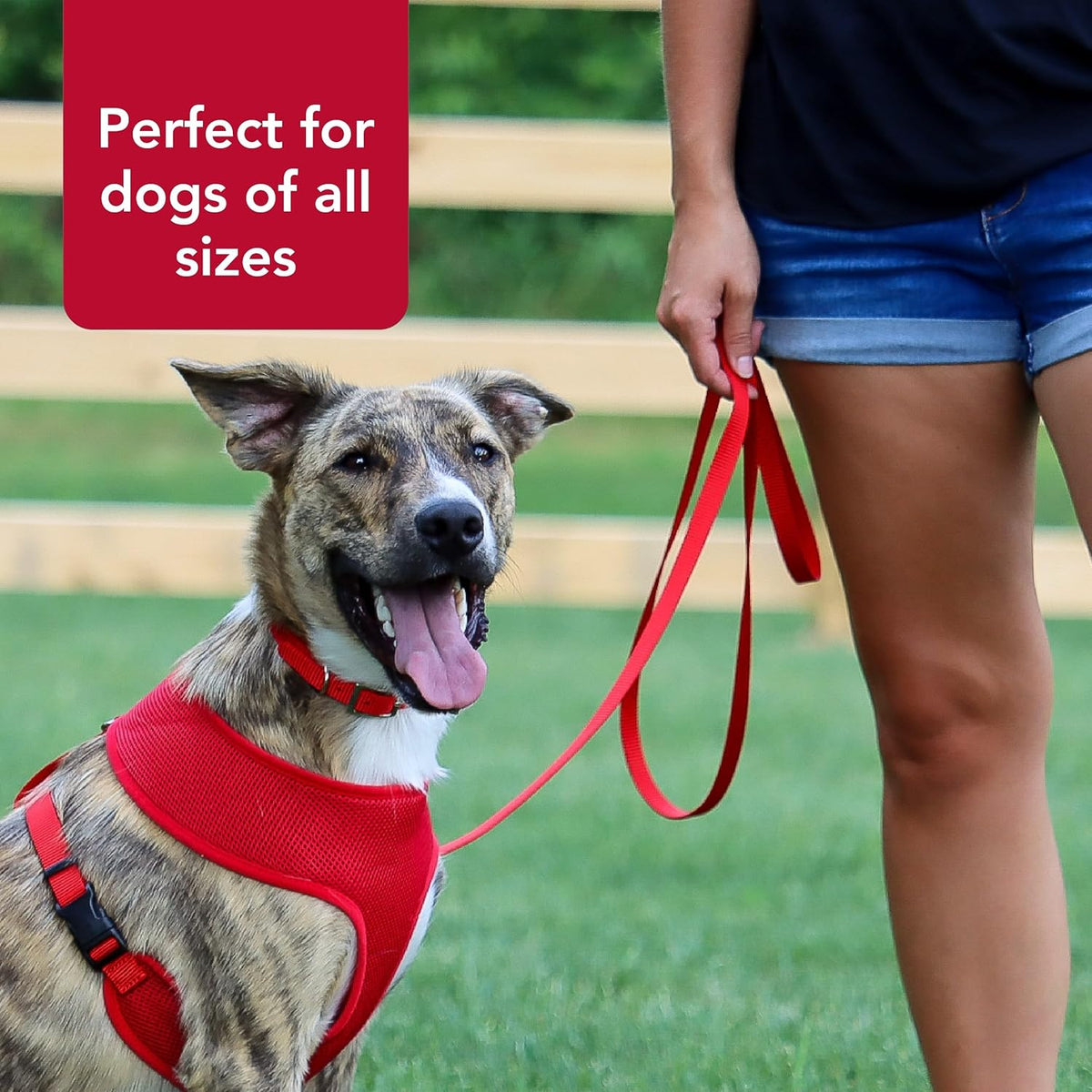 Coastal Pet stylish neon pink pet safety lead comfort grip handle detailed view
