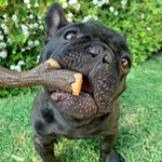 Nylabone bacon flavored dog toy packaging