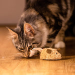 GiGwi electronic hunting toy demonstrating the size proportion relative to an indoor kitten.