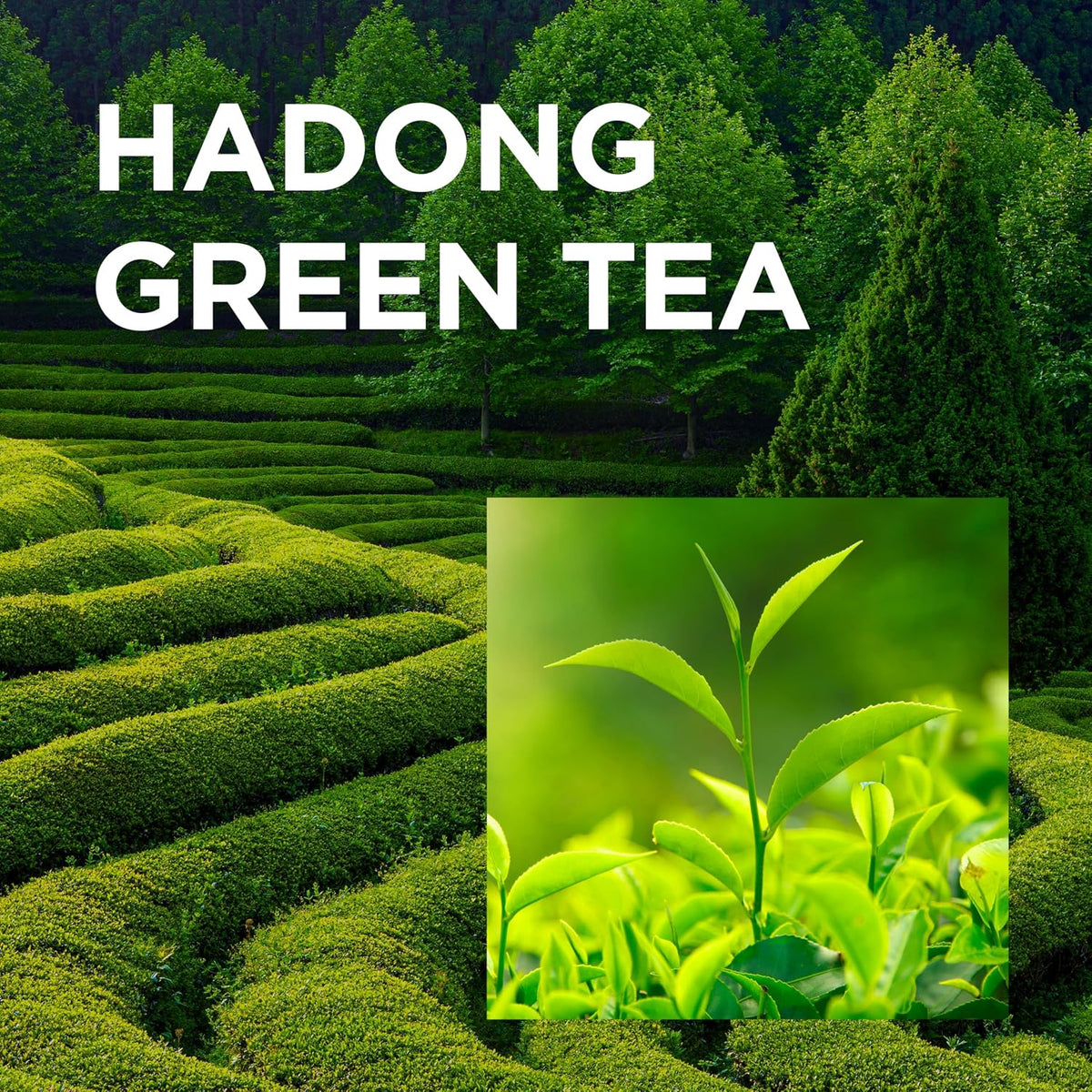 Korean skincare Neogen Green Tea cleanser bottle in hand