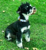 Unique Style Paws cotton dog collar fabric detail