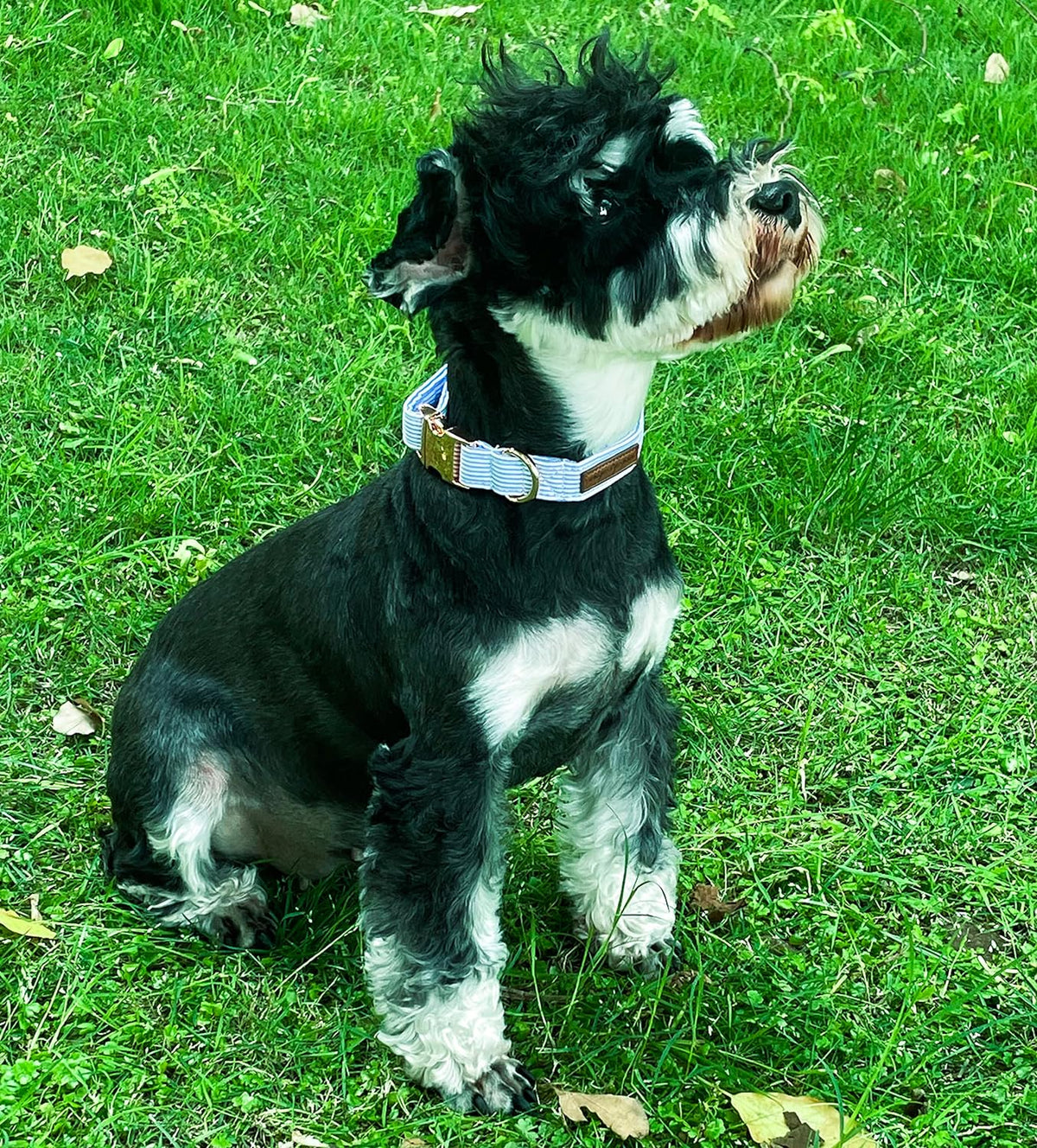 Unique Style Paws cotton dog collar fabric detail