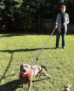 Primal Pet Gear traffic control handle for large dogs