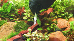 Full aquascaping kit view highlighting the compact five gram tubes designed for precise aquatic rock layouts.