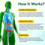 Plant based chlorophyllin odor control supplement capsule size view