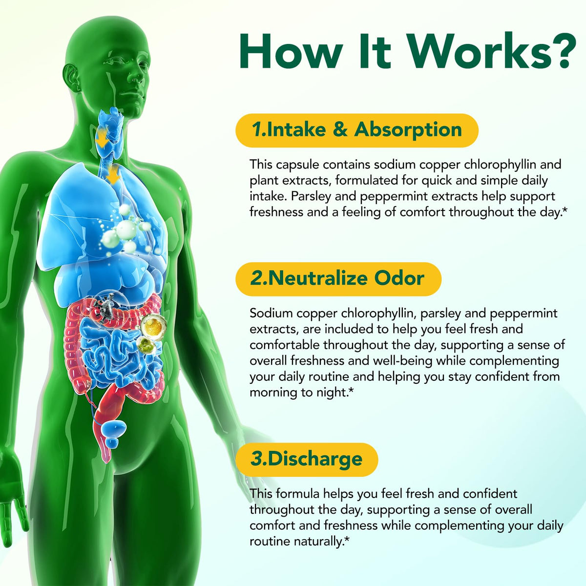 Plant based chlorophyllin odor control supplement capsule size view