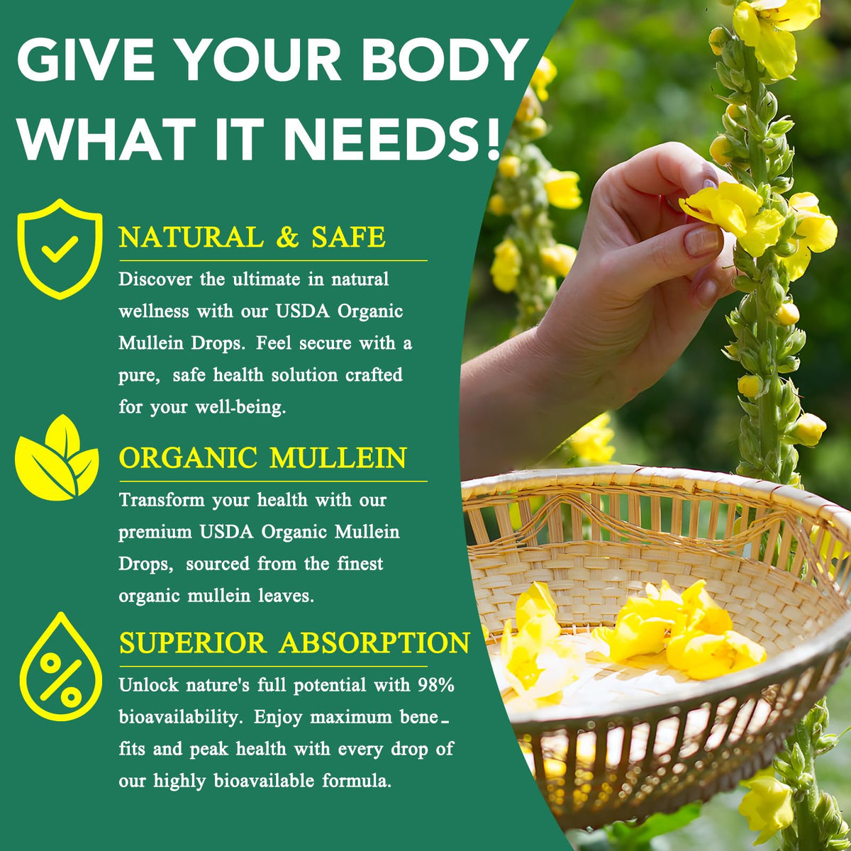 Authentic AIKUWWOIRQIA Mullein Leaf and Chlorophyll drops displayed with its protective external carton
