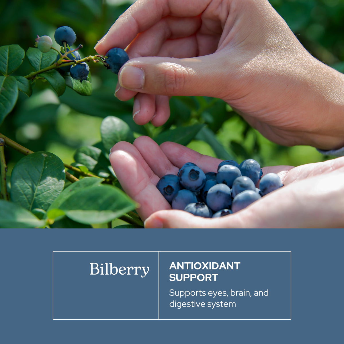 Eclectic Herb non GMO vegan bilberry capsules side view showing purity details
