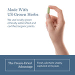 Eclectic Herb fresh freeze dried bilberry capsules for eye health overview