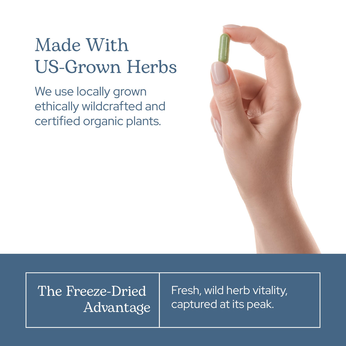 Eclectic Herb fresh freeze dried bilberry capsules for eye health overview