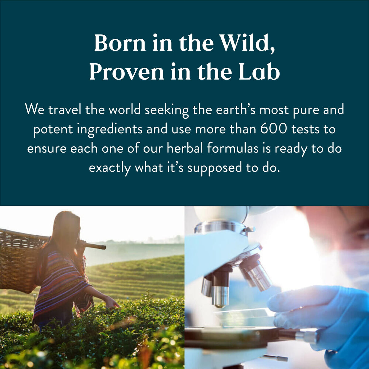 Nature's Sunshine Hawthorn Berries supplement facts label showing 450 milligrams dosage