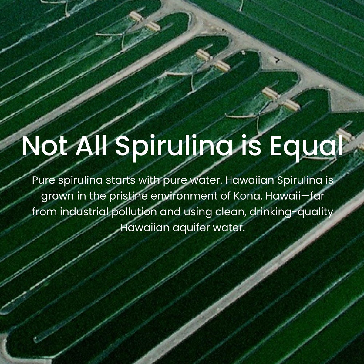 Authentic imported American packaging of the sixteen ounce spirulina dietary supplement.