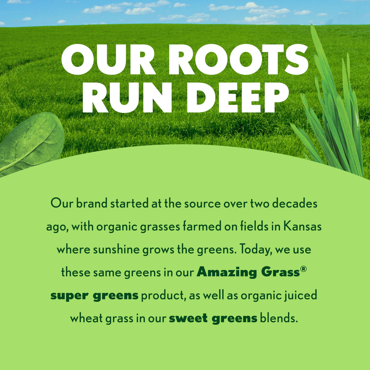 Authentic USA imported Amazing Grass original greens blend showing the vegetarian capsules ingredient list.