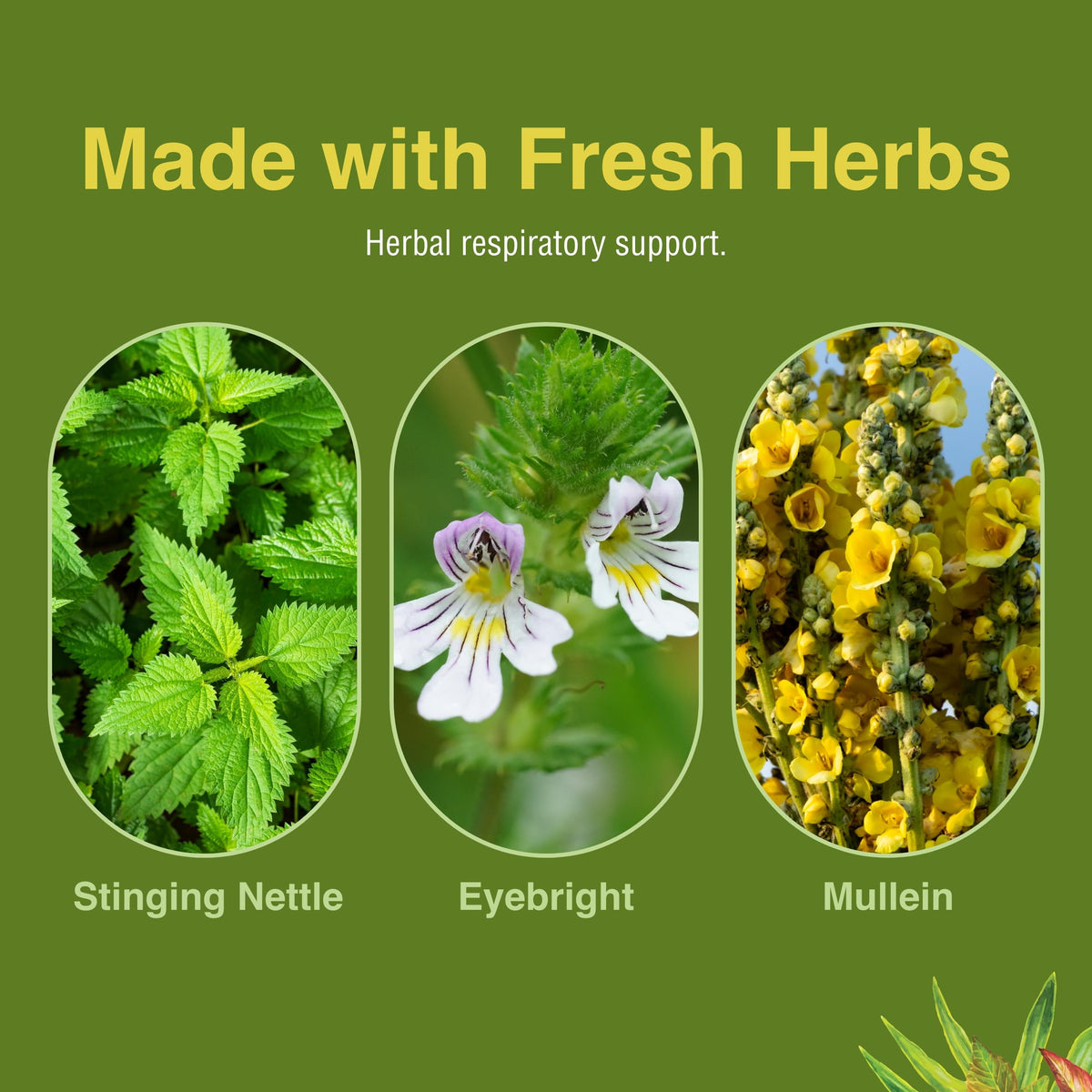 Authentic imported Herbs Etc Allertonic bottle packaging