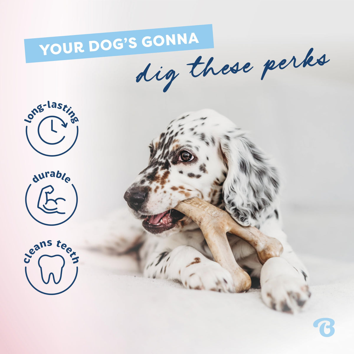 Durable nylon wishbone and dental chew for teething puppies