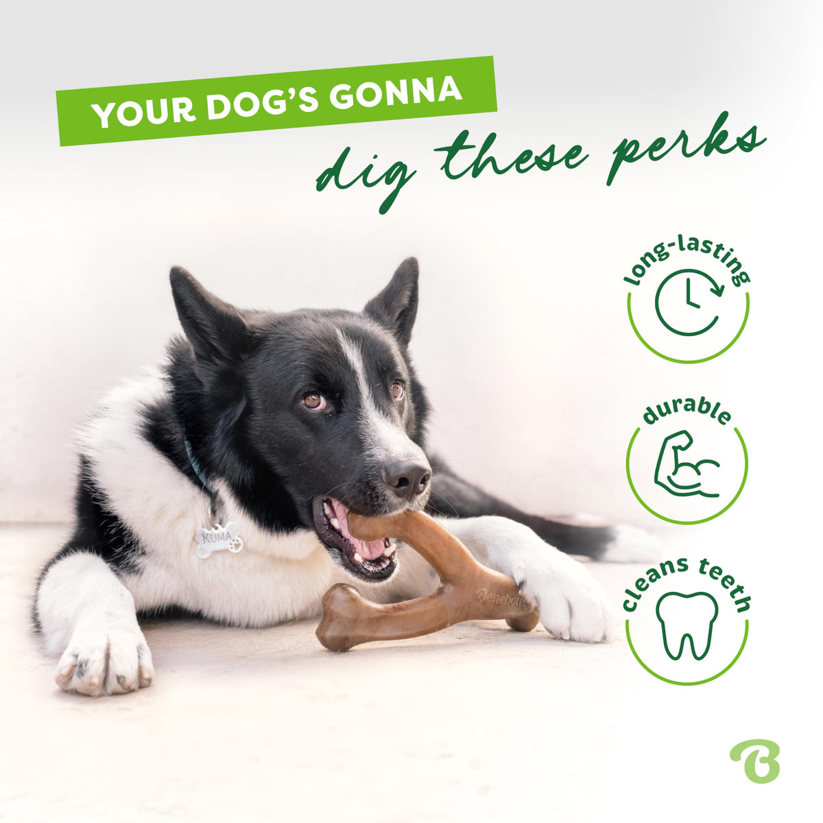 Dog holding Benebone bacon flavored chew toy with paws
