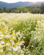 Close up of the amber glass packaging for Herb Pharm certified organic chamomile dietary supplement.