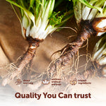 Micro Ingredients Dandelion Root turmeric and ginger ingredients highlight