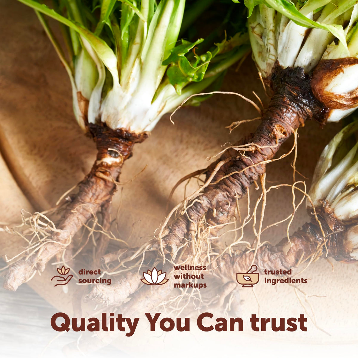 Micro Ingredients Dandelion Root turmeric and ginger ingredients highlight