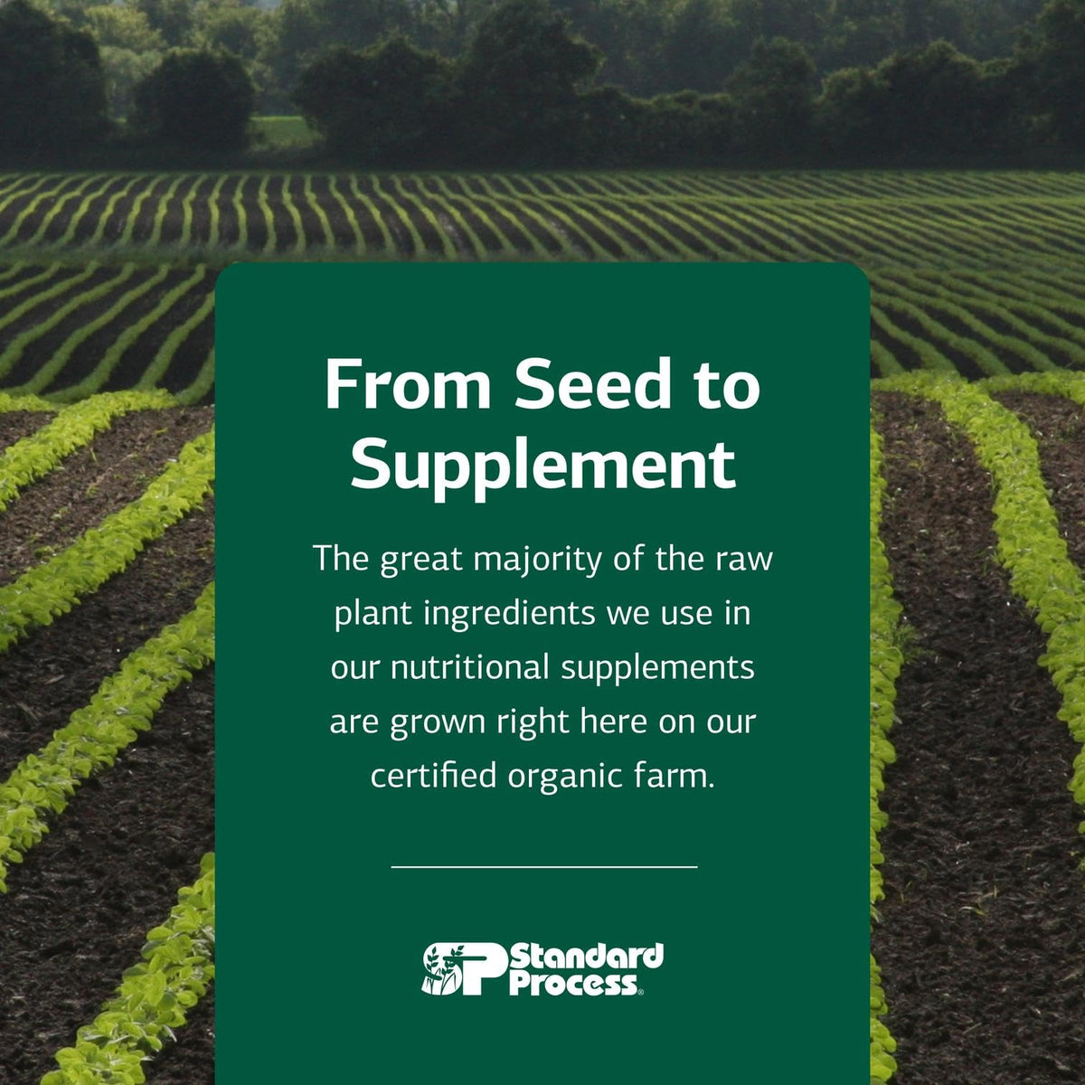 Standard Process USA imported authentic beauty and health supplement